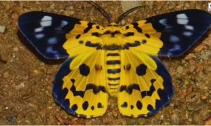 False Tiger Moth