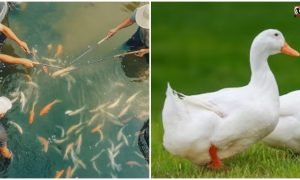 Fish Duck Farming