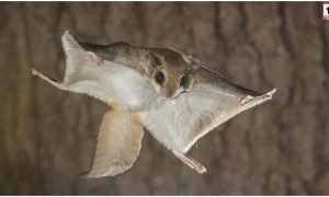 Flying Squirrel