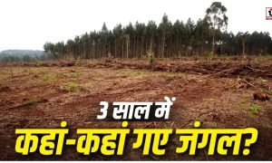 Forest Cover Loss