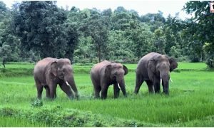 GPM Elephant