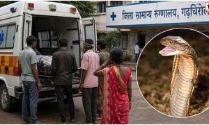 Gadchiroli Snakebite