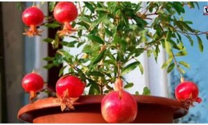 Gardening Tips