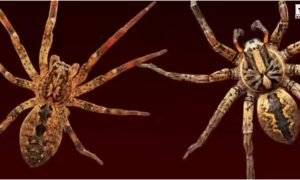 Giant hunting spider