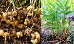 Ginger Gardening