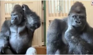 Gorilla Viral Video