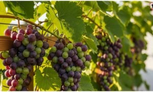 Grapes Gardening