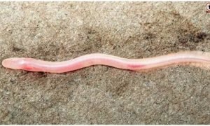 Groundwater Fish