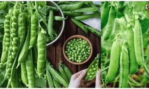 Grow Peas at Home