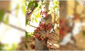 Gular Fruit Benefits