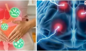 Gut Brain Connection