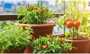 Home Gardening
