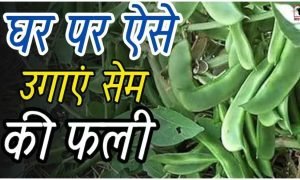 Home Gardening