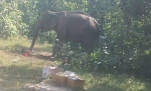 जंगल मे पड़ा था हाथी 24 घण्टे उपचार के बाद उठ खड़ा हुआ
