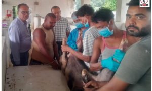 Ambikapur News : शासकीय सुकर फार्म, अंबिकापुर में अफ्रीकन स्वाइन फीवर (ASF) वैक्सीन का ट्रायल जारी