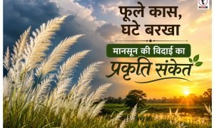 Nature Calendar : काश के सफेद फूल ! मानसून की विदाई का प्रकृति संकेत