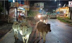 CG News : गौधाम खाली, सड़कें भरीं! सरकार ने आवारा मवेशियों पर कसी लगाम, फिर निकला आदेश