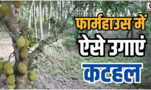 Jackfruit Farming : फार्म हाउस में कटहल की खेती, कम मेहनत में सालभर करें तगड़ी कमाई का शानदार कृषि तरीका
