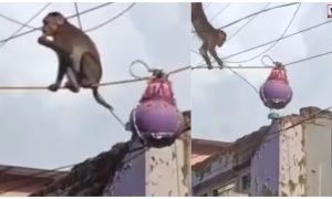 Janmashtami Viral Video