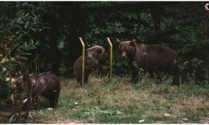 Japan Bear Crisis