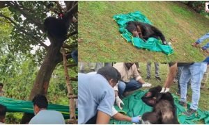 Jashpur Bear Rescue