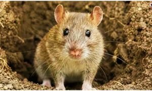 Jharkhand Rat Fever