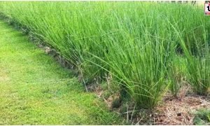 July Farming Tips