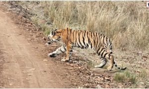 Kanha Tiger Reserve