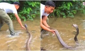 King Cobra Viral Video