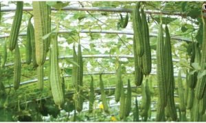 Kitchen Garden Tips