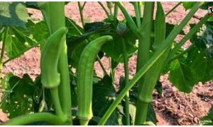 Kitchen Garden Tips