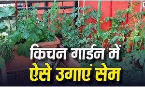 Kitchen Garden