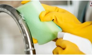 Kitchen Sponge Bacteria