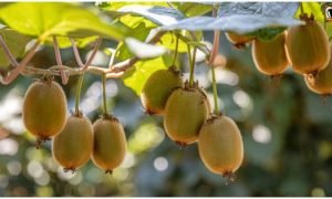 Kiwi Farming