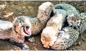 Kuno Cheetah News