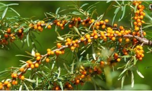 Ladakh Sea Buckthorn