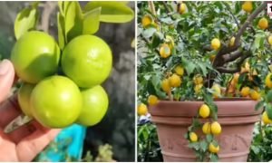 Lemon Plant Care