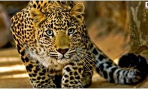 Leopard Attack