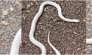Leucistic Krait
