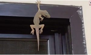 Lizard Falling Signs