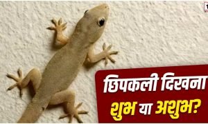 Lizard Signs