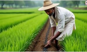 Long Term Profitable Crops