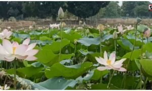 Lotus Farming