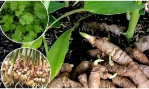 Low Water Farming