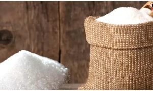 MP Sugar Stock Limit