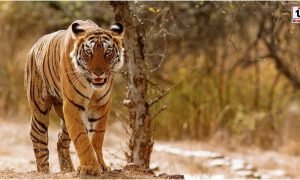 MP Tiger Census 2026
