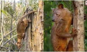 Madagascar Mystery Predator
