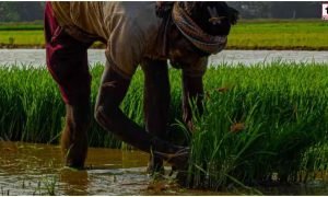 Maharashtra Farmers