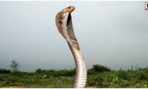 Mahasamund Snake Bite