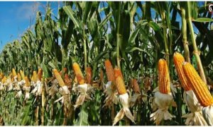 Maize Farming